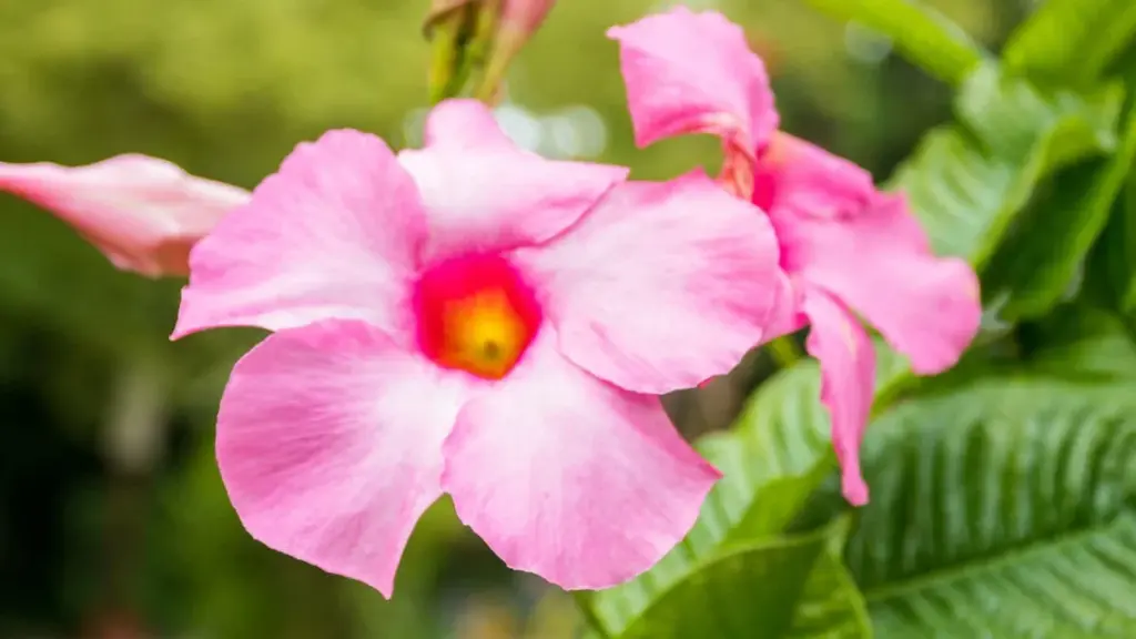 Din dipladenie blomstrer ikke? Det er årsagen