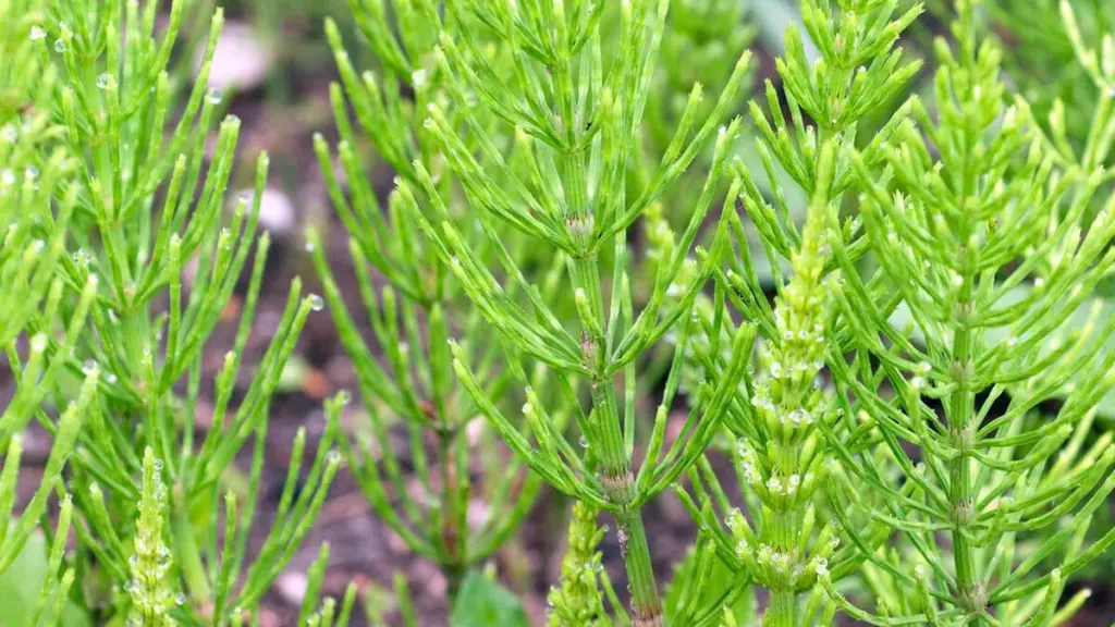 Ackerschachtelhalm: Ukrudt eller nytteplante?