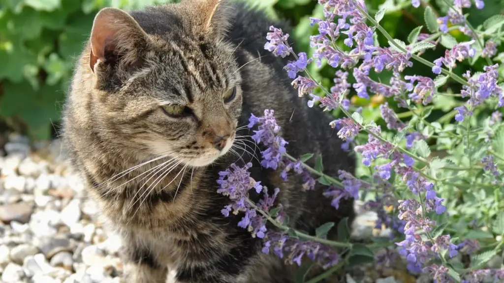 Er katteminте et stof for katte?