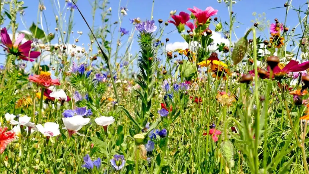 Insektvenlig plænepleje: 7 råd til en have der blomstrer og summer