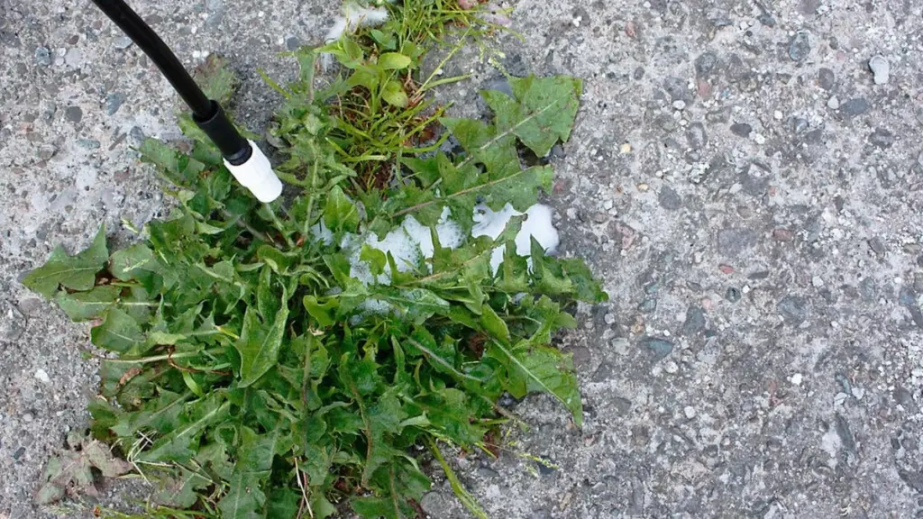 Det skal du absolut undgå, når du bruger ukrudtsmidler!