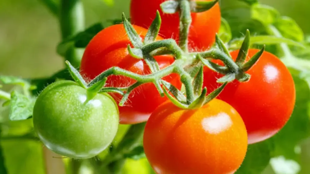Tomatpleje: 6 eksperttips