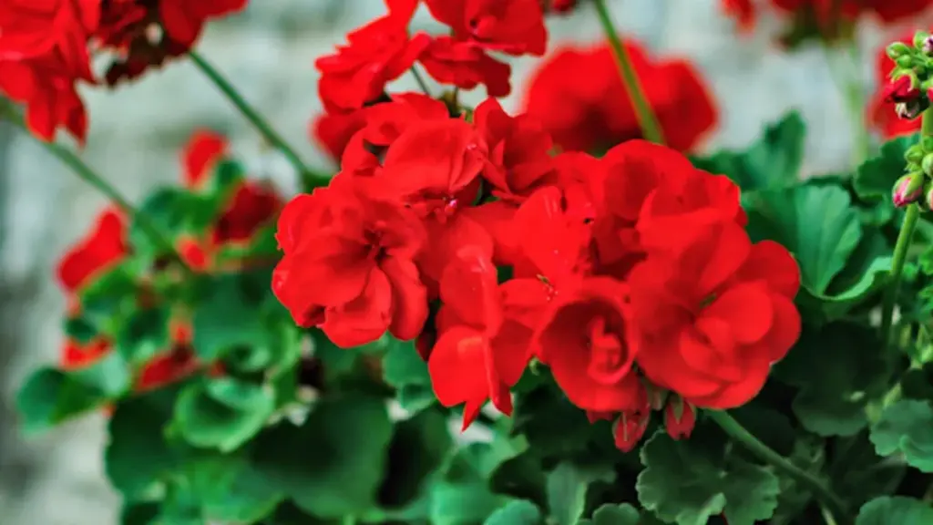 Hvad gør man, når geranier ikke blomstrer?
