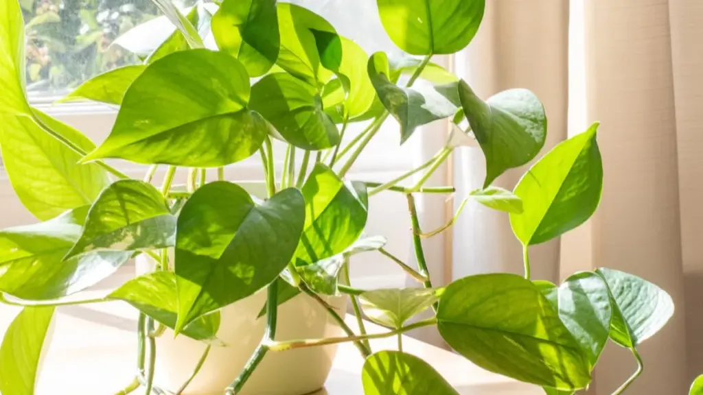 3 plejetips, der får din efeutute til at vokse optimalt