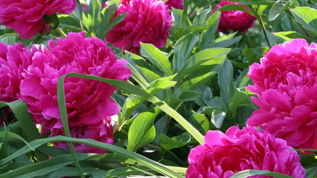 Hvorfor blomstrer min pæon ikke?