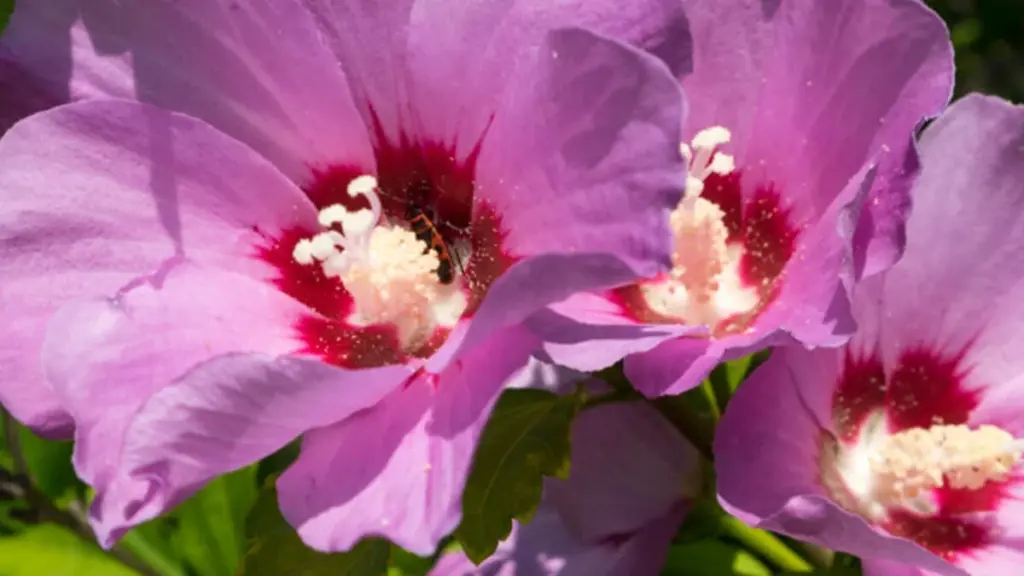 Hibiskus pleje: De 3 største fejl