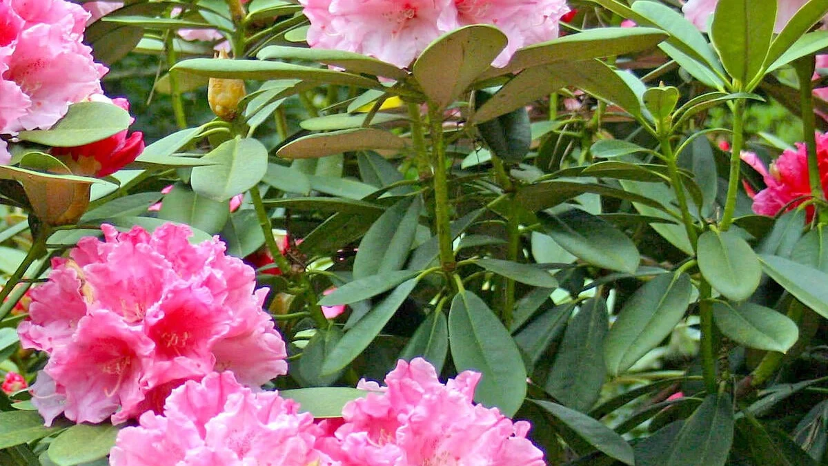 Rhododendron beskæring: 3 fejl du bør undgå