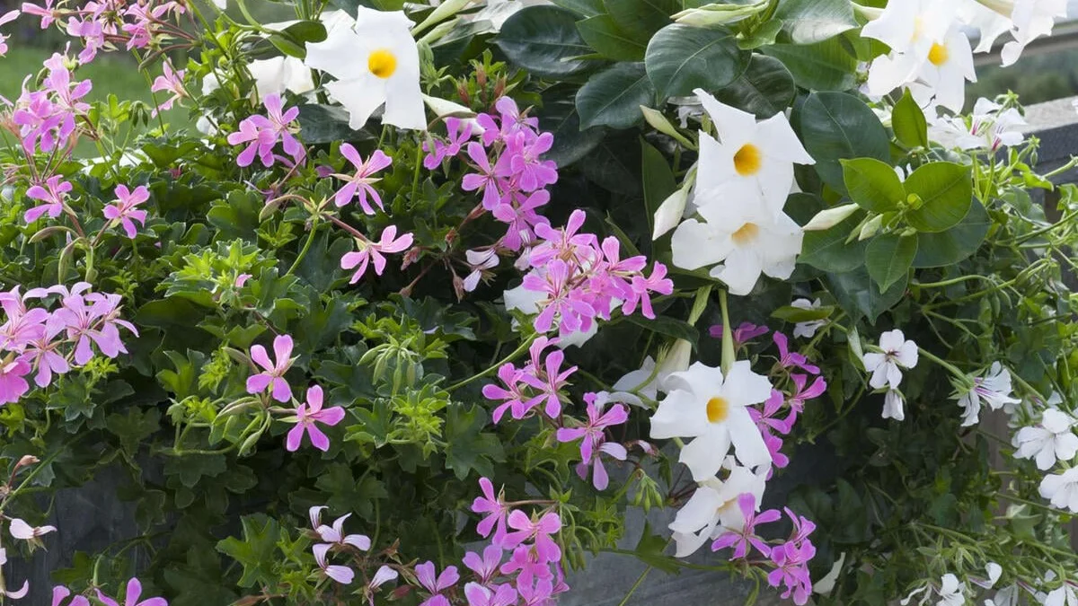 De smukkeste hængeblomster til balkonen