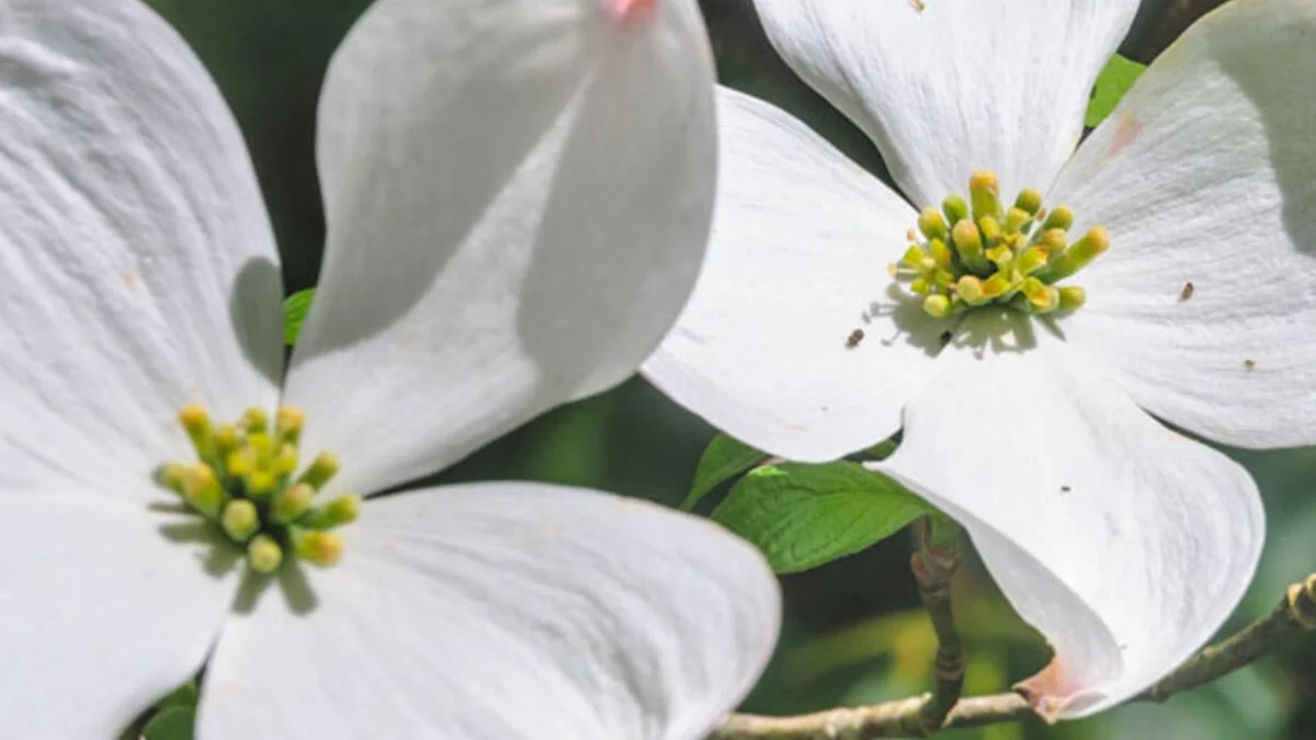Hvad er galt, når kornelen ikke blomstrer?