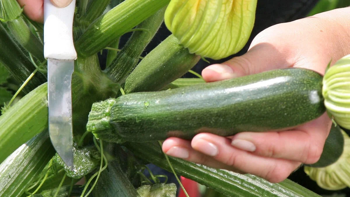 Dyrkning af zucchini: Undgå disse 3 fejl!
