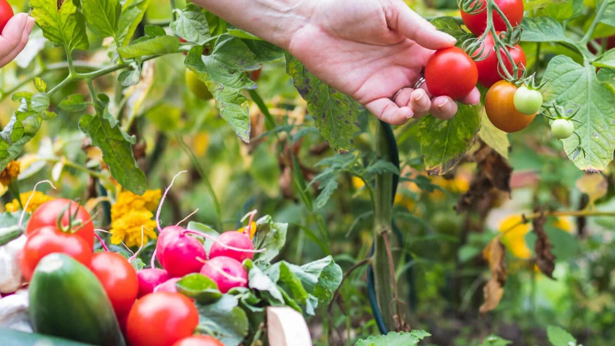 Tomatpleje: 6 råd til de bedste resultater